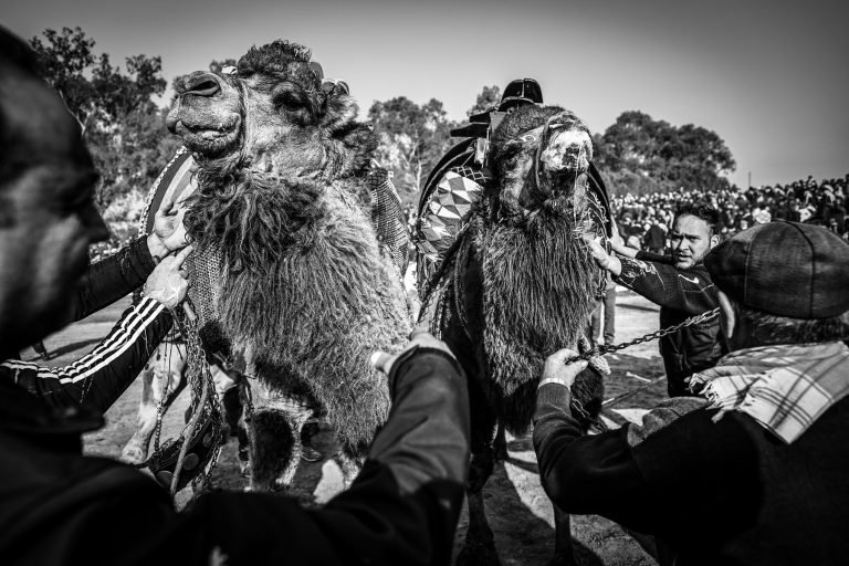 Camel Wrestling Festival