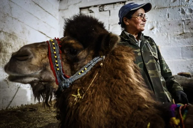The Woman Making Waves in Turkey’s Camel Wrestling Arenas